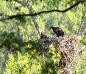 StPaulBabyEagles 2014 06 21 017